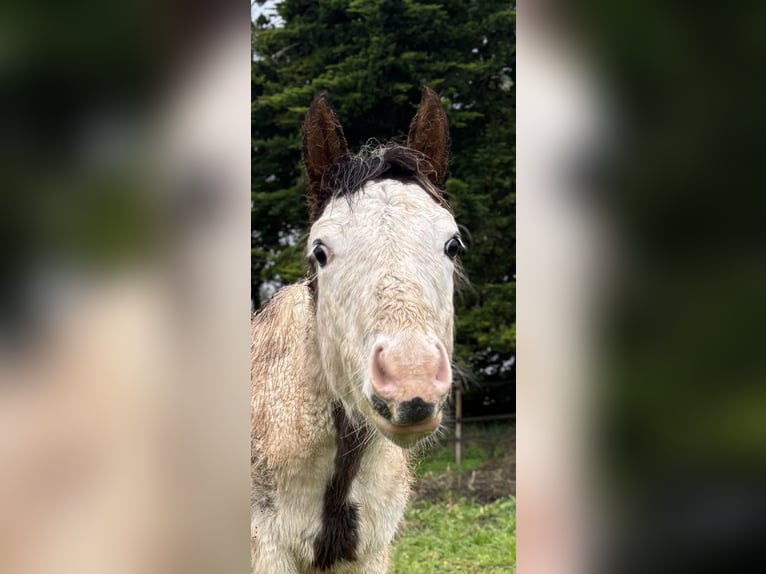 American Paint Horse Stallone 1 Anno Tovero-tutti i colori in PLOMEUR