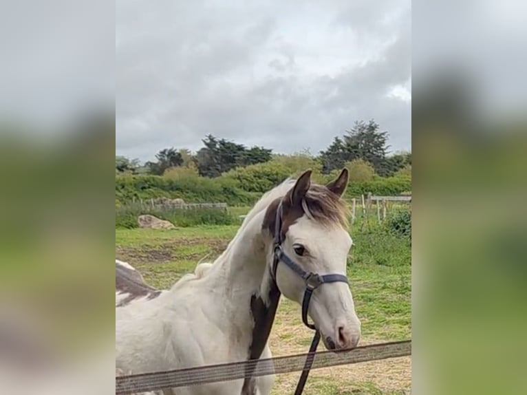 American Paint Horse Stallone 1 Anno Tovero-tutti i colori in Pont l abbe