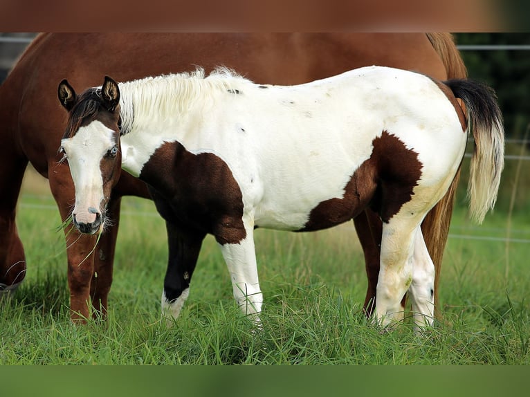 American Paint Horse Stallone 1 Anno Tovero-tutti i colori in Berga- Wünschendorf