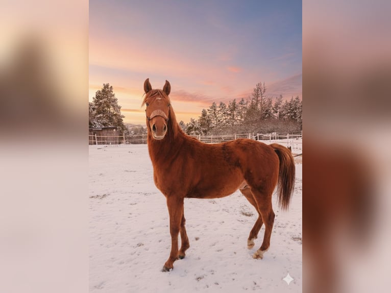 American Paint Horse Mix Stallone 2 Anni 135 cm Sauro in Příbram