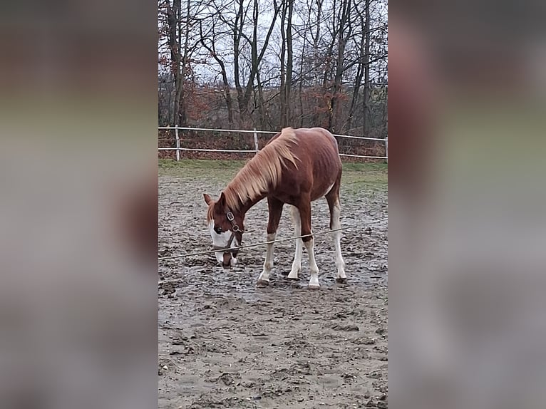 American Paint Horse Stallone 2 Anni 139 cm Sauro ciliegia in Eschweiler