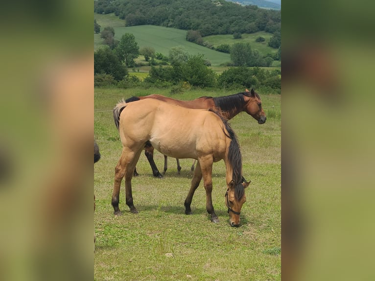 American Paint Horse Stallone 2 Anni 142 cm Pelle di daino in Massiac