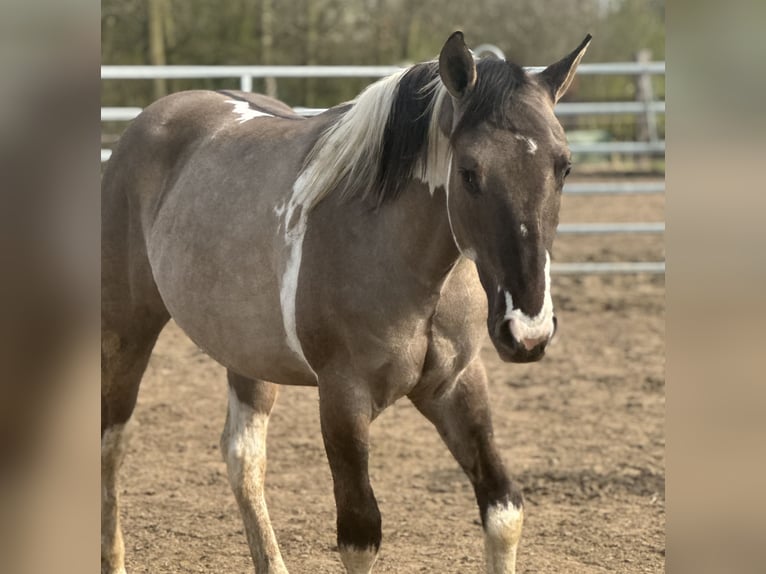 American Paint Horse Stallone 2 Anni 147 cm Tobiano-tutti i colori in Sint-Gillis-Waas