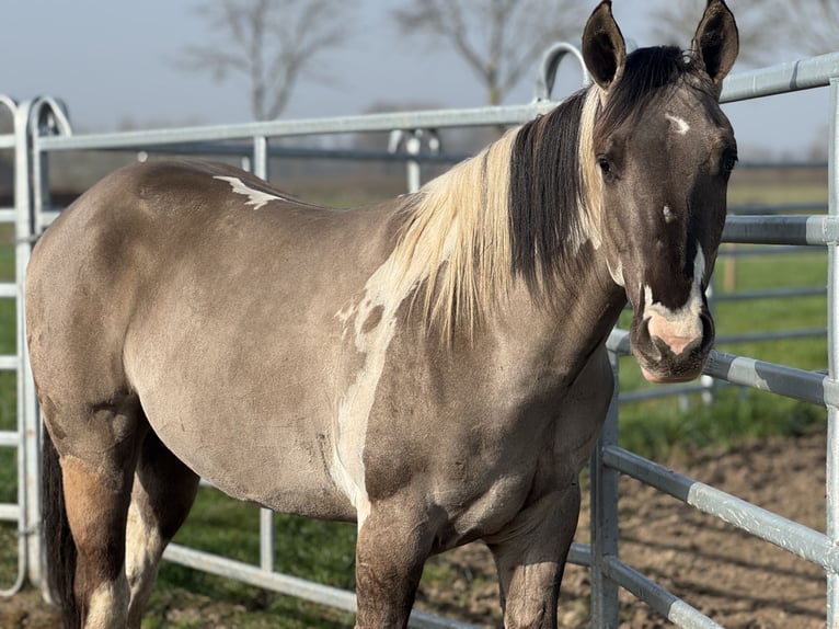 American Paint Horse Stallone 2 Anni 147 cm Tobiano-tutti i colori in Sint-Gillis-Waas