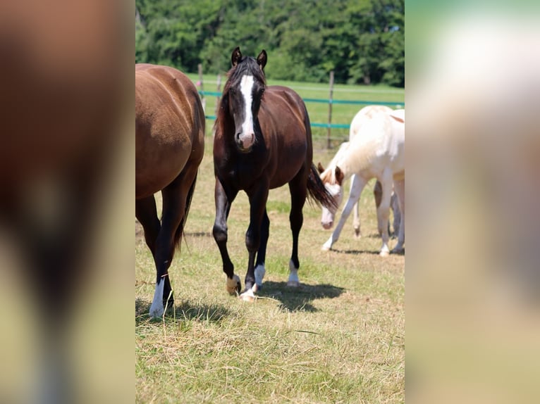 American Paint Horse Stallone 2 Anni 150 cm Morello in Hellenthal