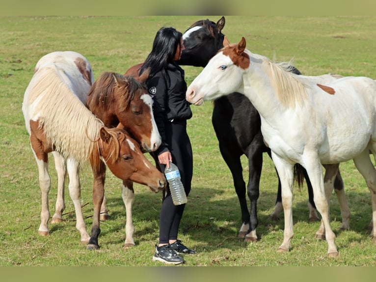 American Paint Horse Stallone 2 Anni 150 cm Morello in Hellenthal
