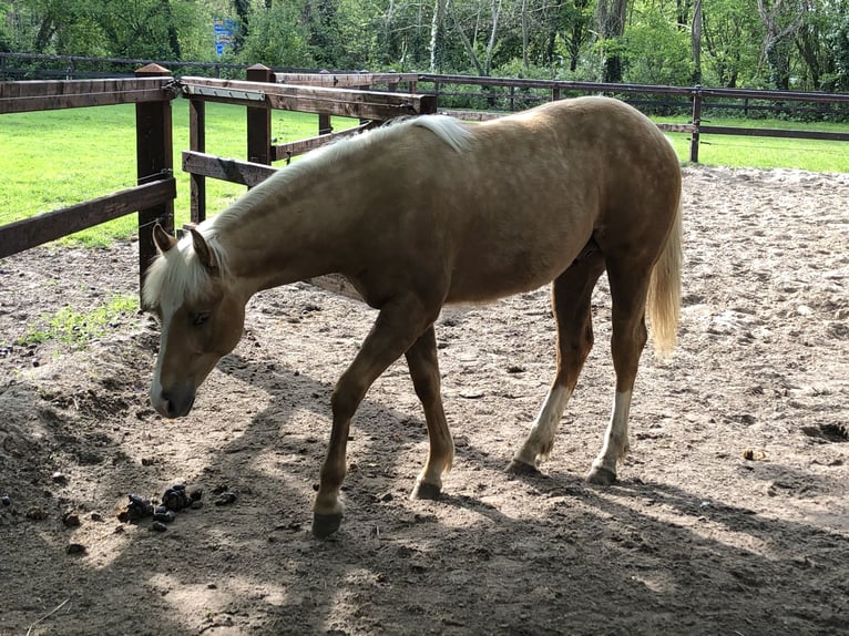American Paint Horse Stallone 2 Anni 150 cm Palomino in Sint Anthonis