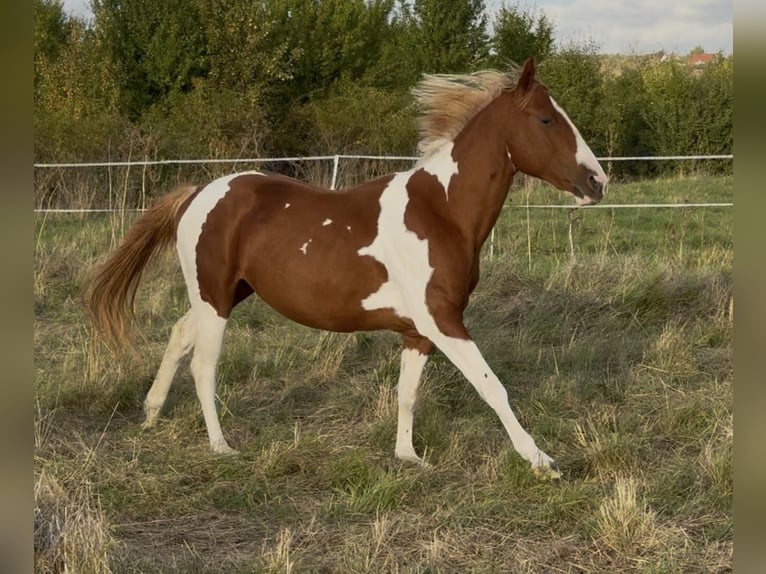 American Paint Horse Stallone 2 Anni 150 cm Tobiano-tutti i colori in Rottleben
