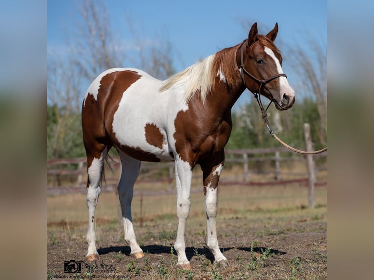 American Paint Horse Stallone 2 Anni 151 cm Tobiano-tutti i colori in Izsák