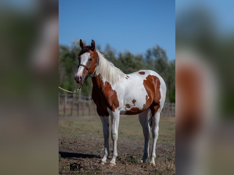American Paint Horse Stallone 2 Anni 151 cm Tobiano-tutti i colori in Izsák
