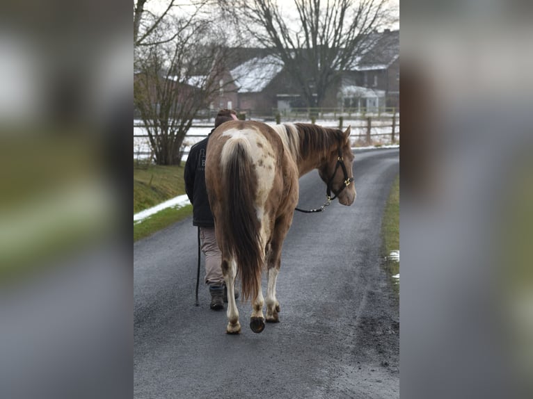 American Paint Horse Stallone 2 Anni 154 cm Tobiano-tutti i colori in Ascheberg