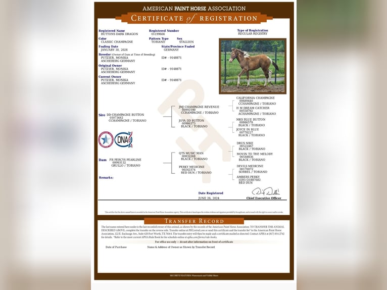 American Paint Horse Stallone 2 Anni 154 cm Tobiano-tutti i colori in Ascheberg