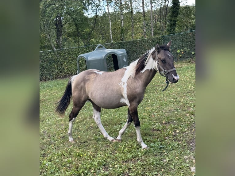 American Paint Horse Stallone 2 Anni 155 cm Grullo in ZUTENDAAL