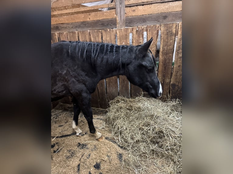 American Paint Horse Stallone 2 Anni 160 cm Baio in Kaltennordheim