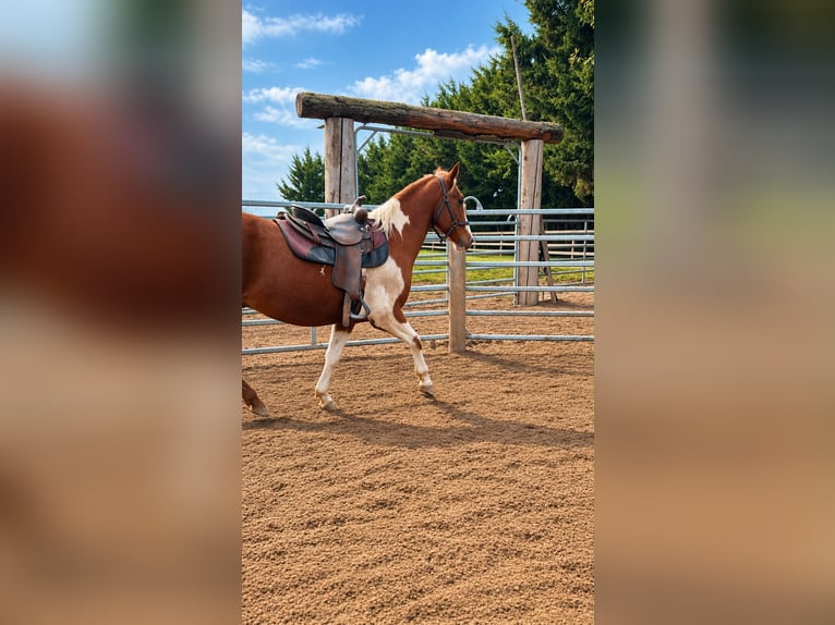 American Paint Horse Stallone 3 Anni 150 cm Sauro in Bad Frankenhausen