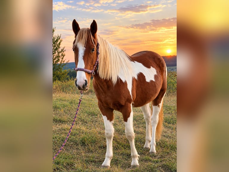 American Paint Horse Stallone 3 Anni 150 cm Sauro in Bad Frankenhausen