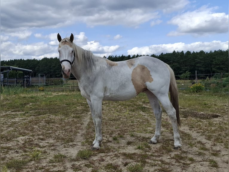 American Paint Horse Stallone 3 Anni 155 cm Tobiano-tutti i colori in Kuhlenfeld