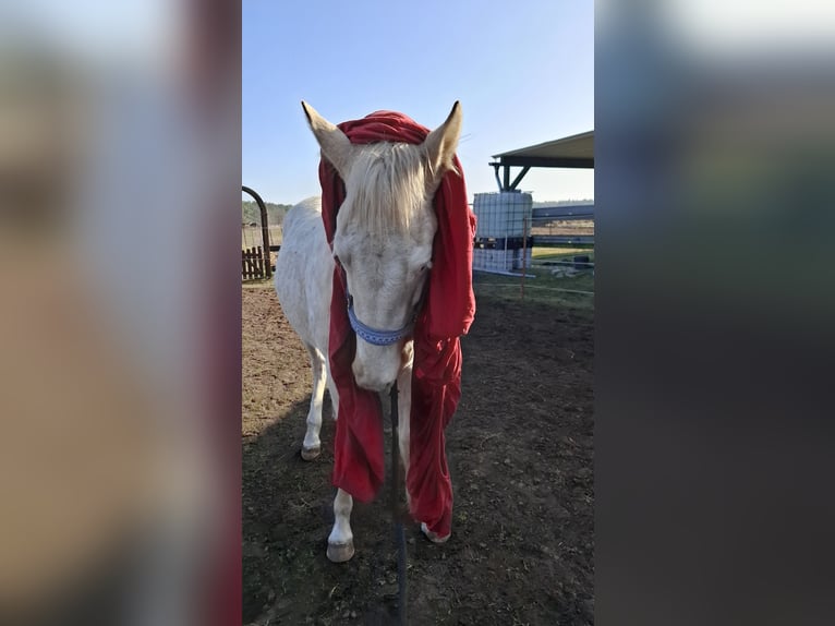 American Paint Horse Stallone 3 Anni 155 cm Tobiano-tutti i colori in Kuhlenfeld
