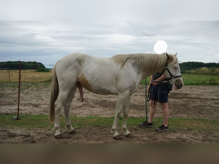 American Paint Horse Stallone 3 Anni 155 cm Tovero-tutti i colori in Boizenburg/Elbe