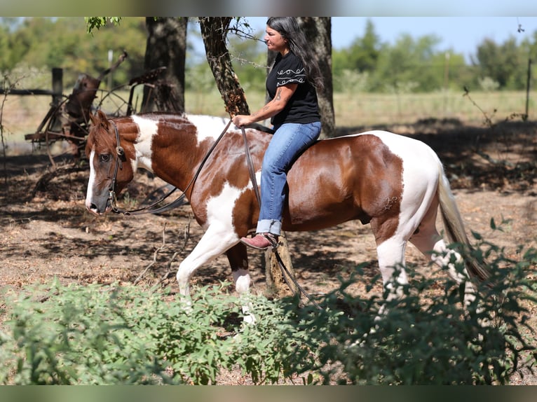 American Paint Horse Stallone 3 Anni Pezzato in Mount Vernon