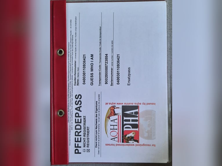 American Paint Horse Stallone 4 Anni 145 cm Tobiano-tutti i colori in Mistelbach