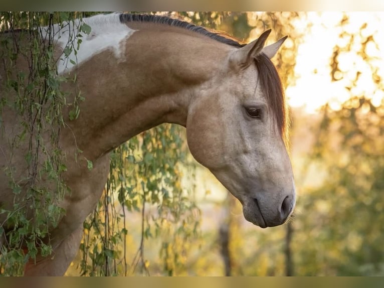 American Paint Horse Stallone 4 Anni 148 cm Pelle di daino in Bad Wurzach