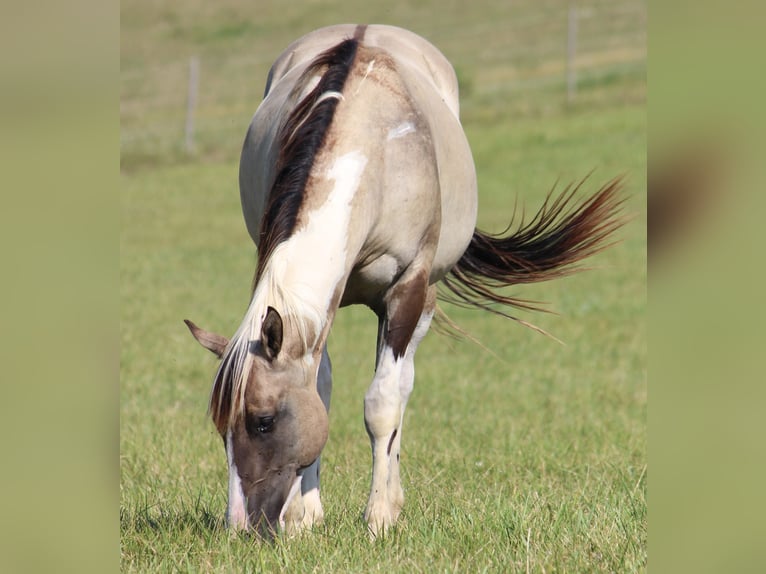 American Paint Horse Stallone 4 Anni 155 cm Grullo in Montalzat