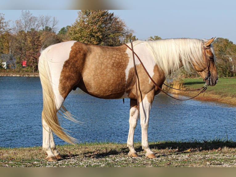 American Paint Horse Stallone 6 Anni 155 cm Tobiano-tutti i colori in Robards, KY