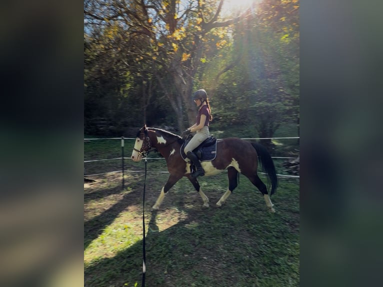 American Paint Horse Stallone 7 Anni 150 cm Overo-tutti i colori in Bad Kissingen