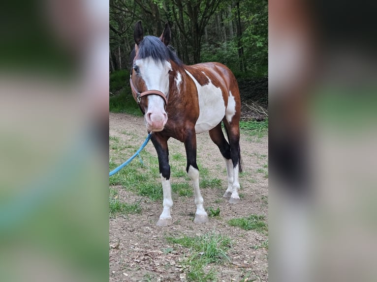 American Paint Horse Stallone 7 Anni 150 cm Overo-tutti i colori in Bad Kissingen