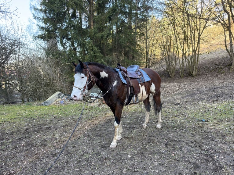 American Paint Horse Stallone 7 Anni 150 cm Pezzato in Hammelburg