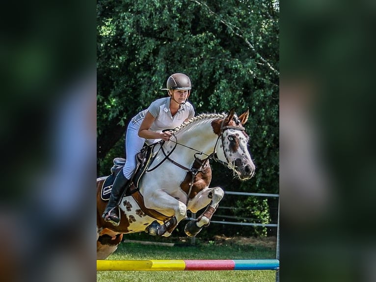 American Paint Horse Stallone 7 Anni 162 cm Tovero-tutti i colori in Strmilov