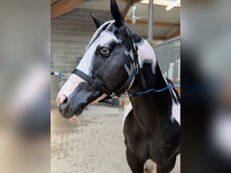 American Paint Horse Stallone 9 Anni 154 cm Pezzato in Bergamo