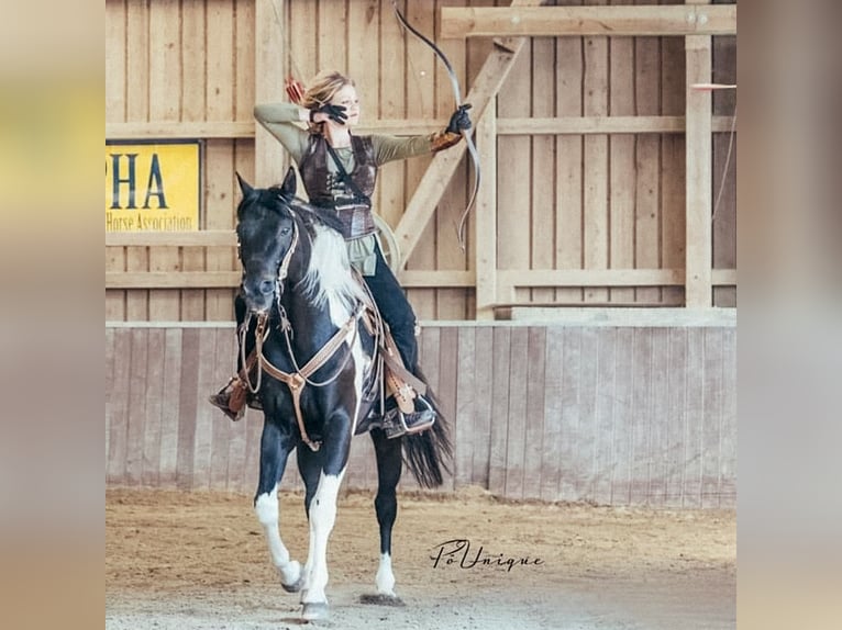 American Paint Horse Stallone in Haldenwang