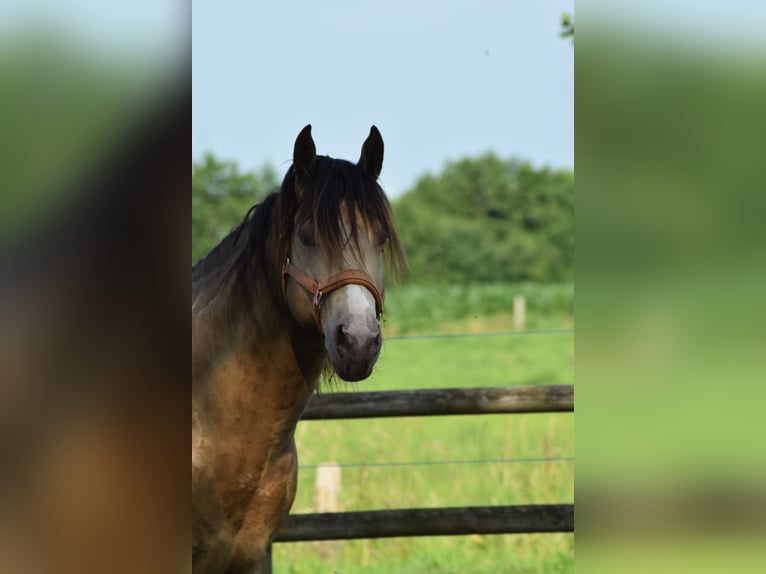American Paint Horse Stallone Champagne in Ascheberg