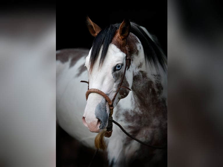 American Paint Horse Stallone Overo-tutti i colori in Ascheberg