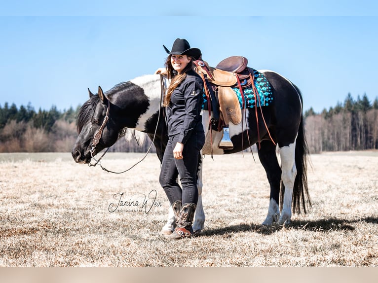 American Paint Horse Stallone Pezzato in Heinrichsthal