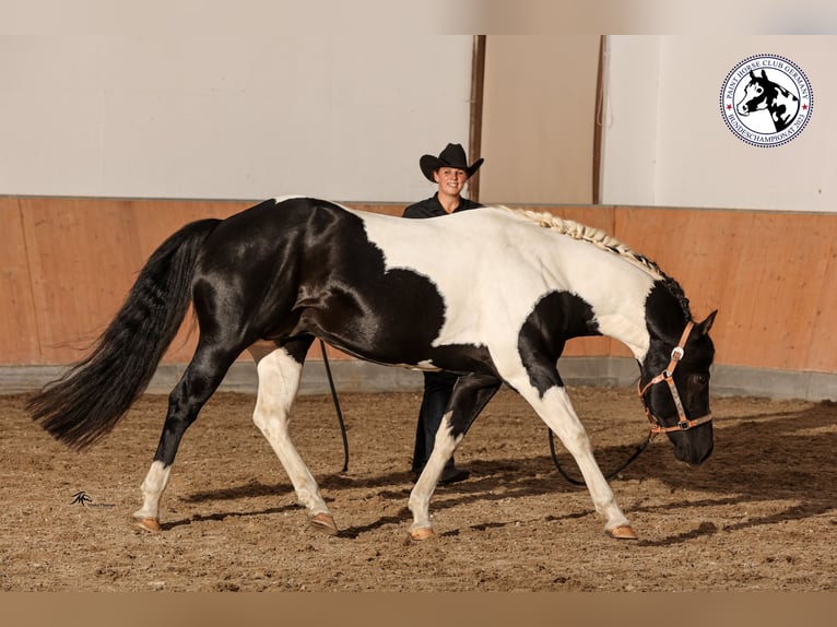 American Paint Horse Stallone Pezzato in Heinrichsthal