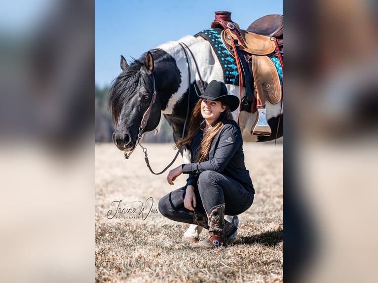 American Paint Horse Stallone Pezzato in Heinrichsthal