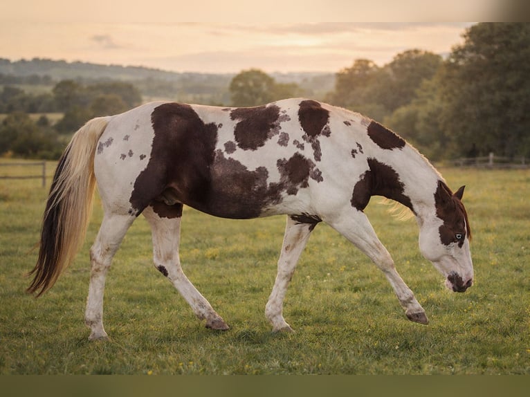 American Paint Horse Stallone Pezzato in Haldenwang