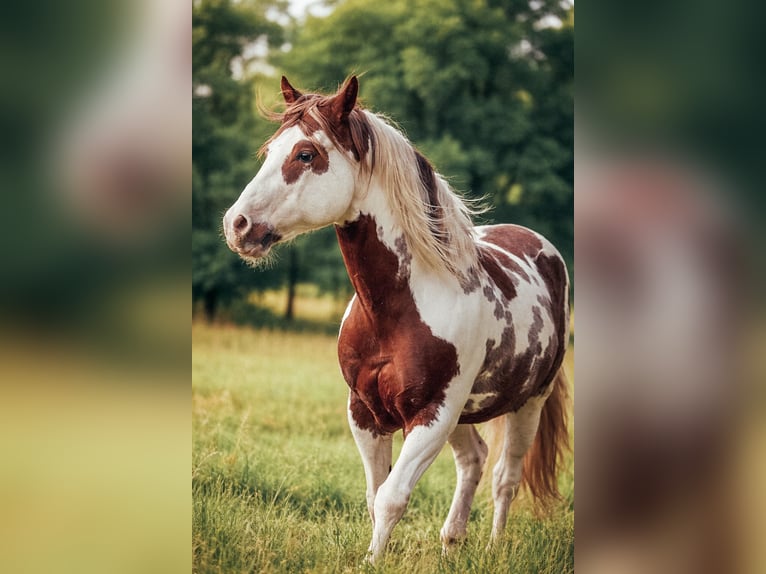 American Paint Horse Stallone Pezzato in Haldenwang