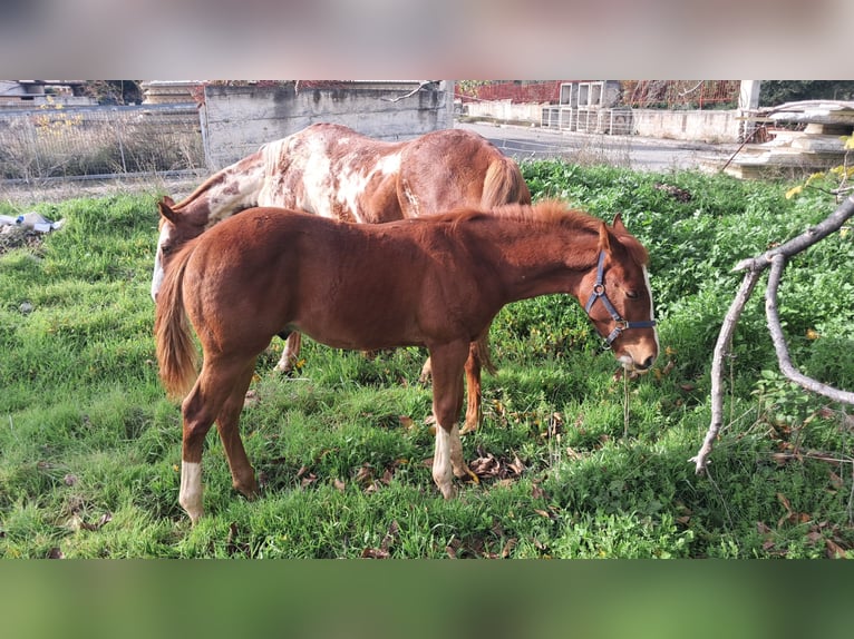 American Paint Horse Stallone Puledri (06/2025) 130 cm Sauro scuro in Castrovillari