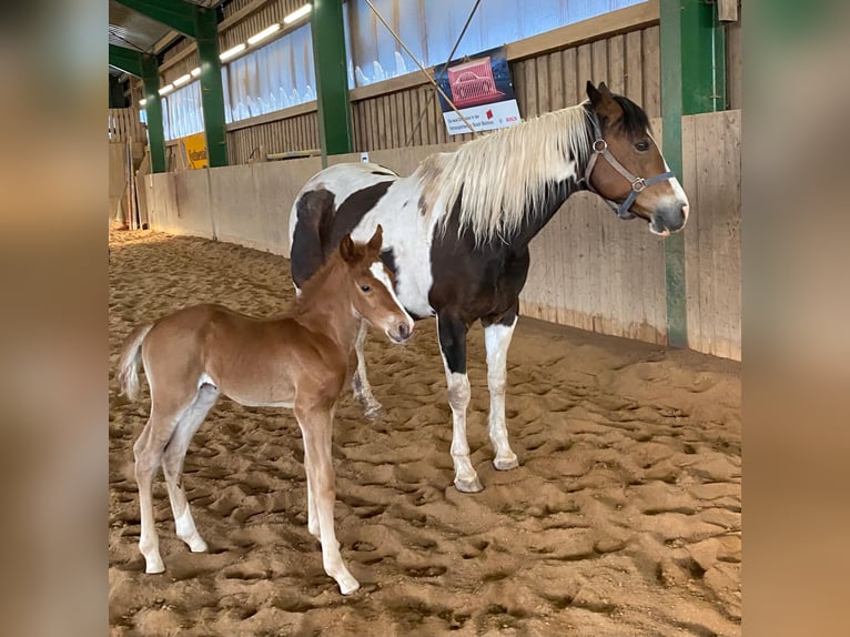 American Paint Horse Stallone Puledri (04/2025) 148 cm Sauro in Erbendorf