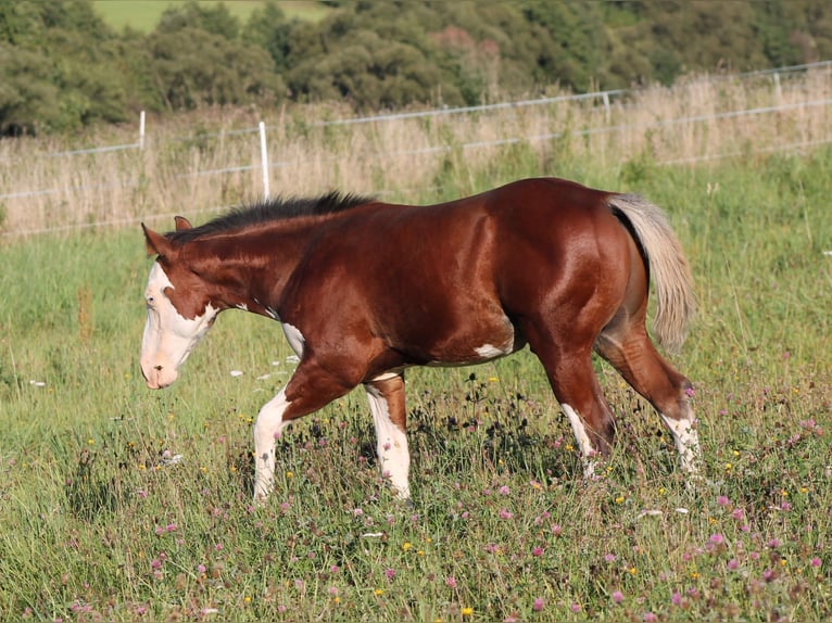 American Paint Horse Stallone Puledri (04/2025) 150 cm Baio in Bautzen