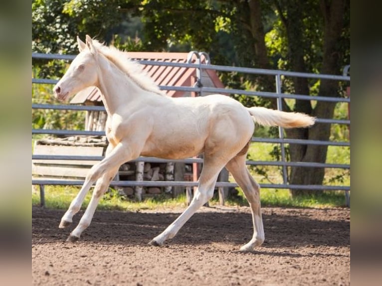 American Paint Horse Stallone Puledri (05/2025) 150 cm Perlino in Mansfeld
