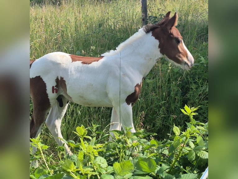 American Paint Horse Stallone Puledri (05/2026) 150 cm Tobiano-tutti i colori in Ludwigsburg