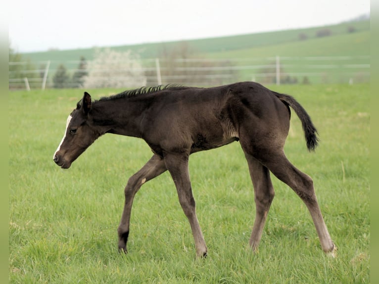 American Paint Horse Stallone Puledri (04/2026) 152 cm Morello in Bautzen