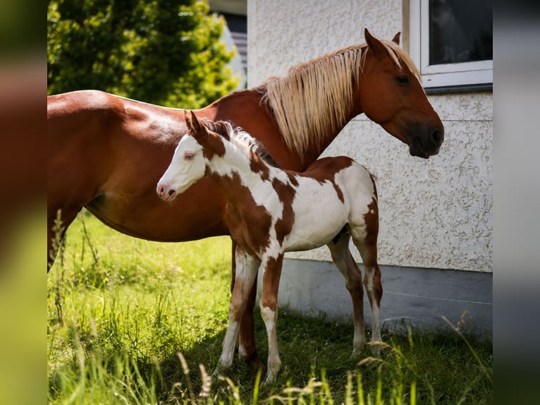 American Paint Horse Stallone Puledri (05/2026) 152 cm Overo-tutti i colori in Bad Driburg