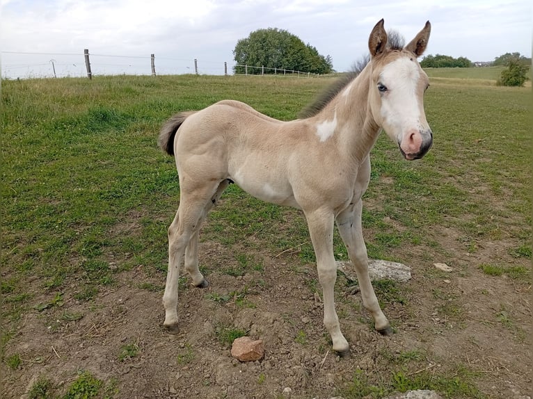 American Paint Horse Stallone Puledri (05/2026) 152 cm Pelle di daino in Petit-Réderching
