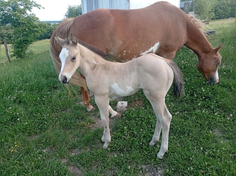 American Paint Horse Stallone Puledri (05/2026) 152 cm Pelle di daino in Petit-Réderching
